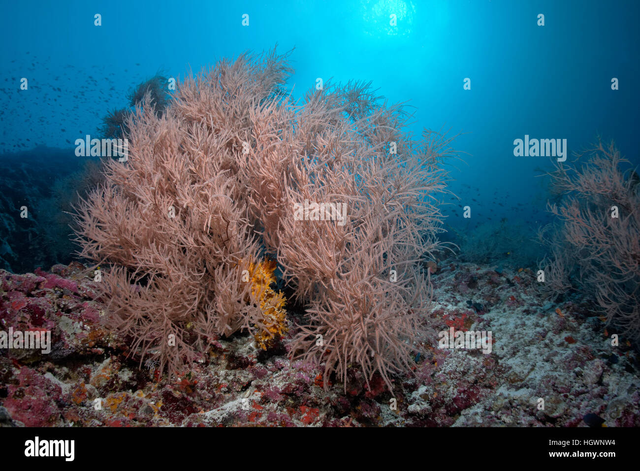 Coral reef avec corail noir (Antipathes sp.) Lhaviyani Atoll, Maldives Banque D'Images
