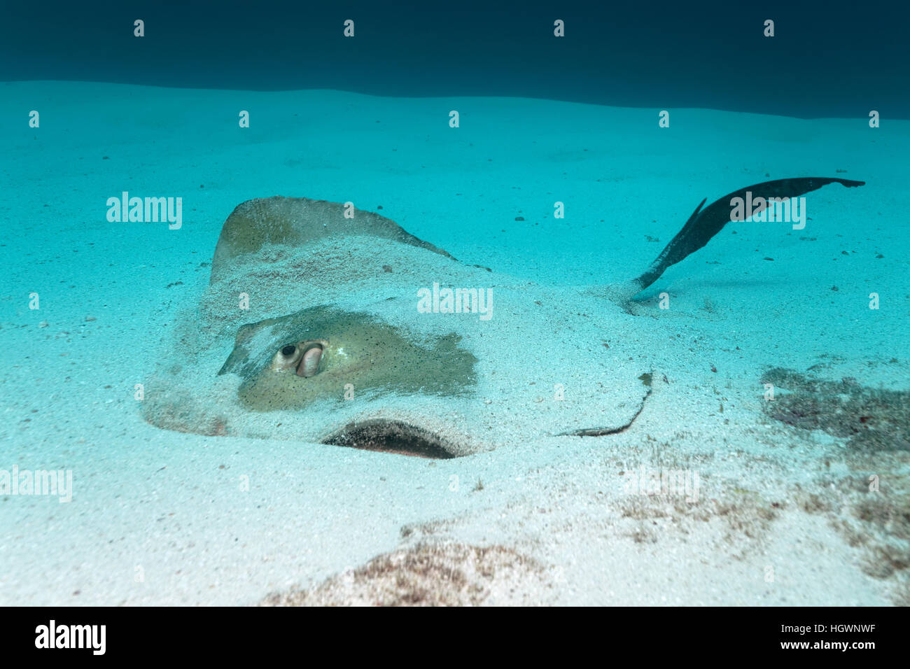 Un cowtail stingray (pastinachus Sephen), l'alimentation sur fond de l'océan de sable, Lhaviyani Atoll, Maldives Banque D'Images