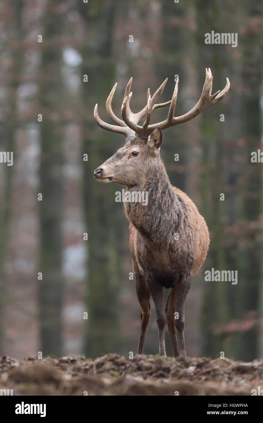 Red Deer (Cervus elaphus) en forêt, Vulkaneifel, Rhénanie-Palatinat, Allemagne Banque D'Images