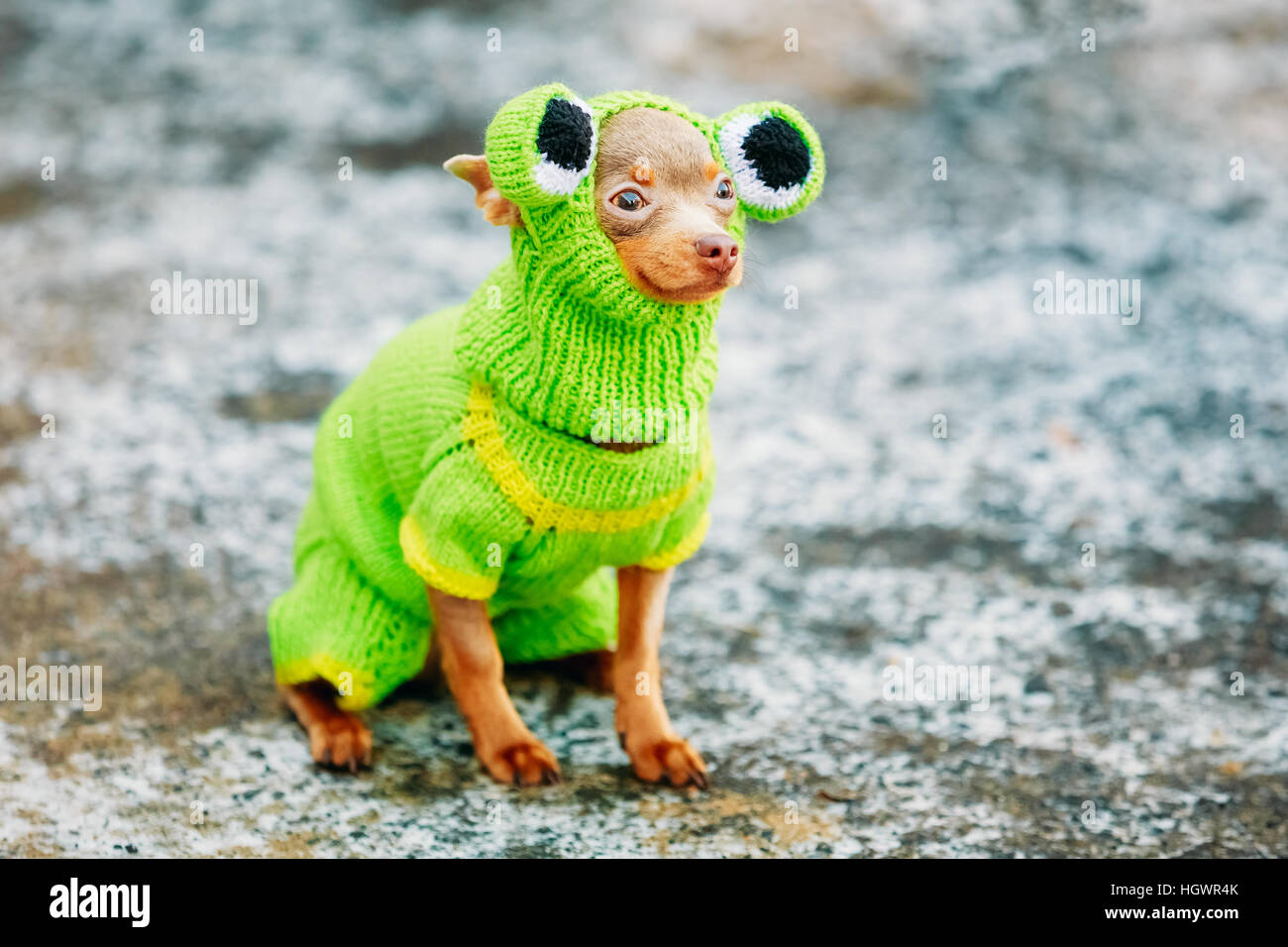 Belle Chihuahua Dog habillés en costume de grenouille, d'un séjour à l'extérieur par temps froid. Chien congelé, Pet Banque D'Images