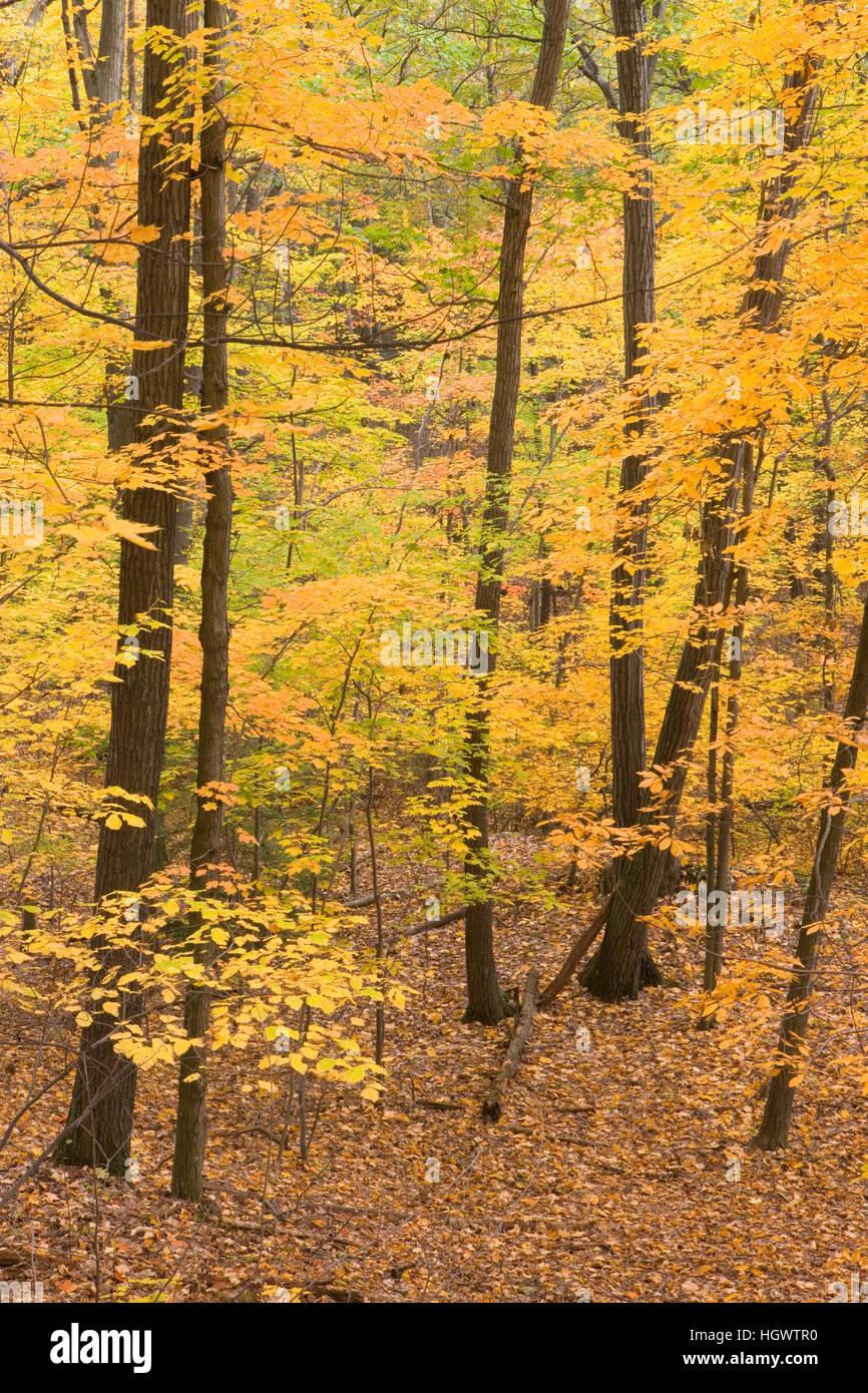 Tomber dans une forêt de chênes et de caryers sur Mount Tom à Holyoke, Massachusetts. Mount Tom State Reservation. Banque D'Images