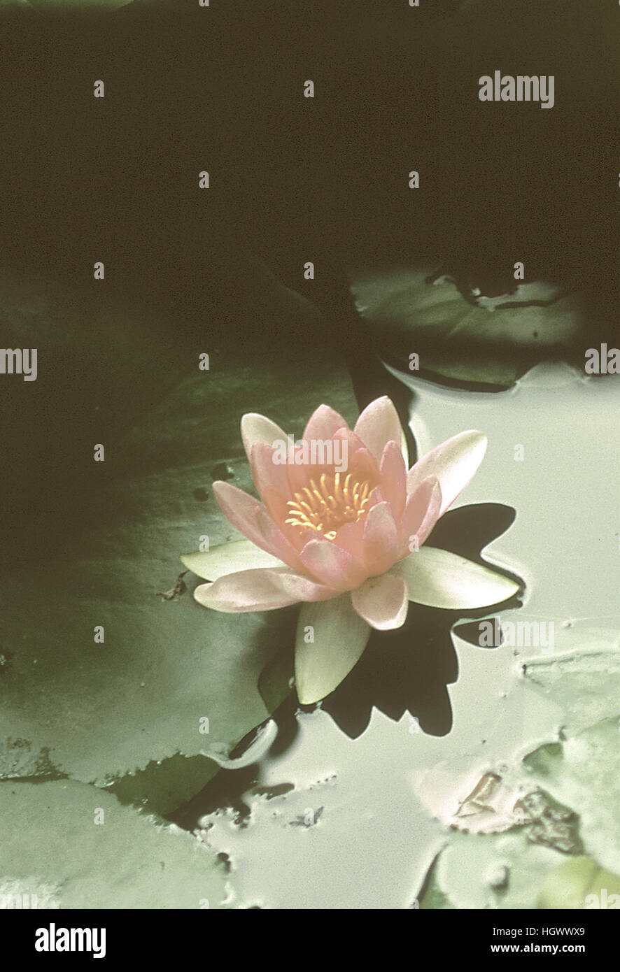 Water Lily, l'étang de Claude Monet à Giverny Banque D'Images
