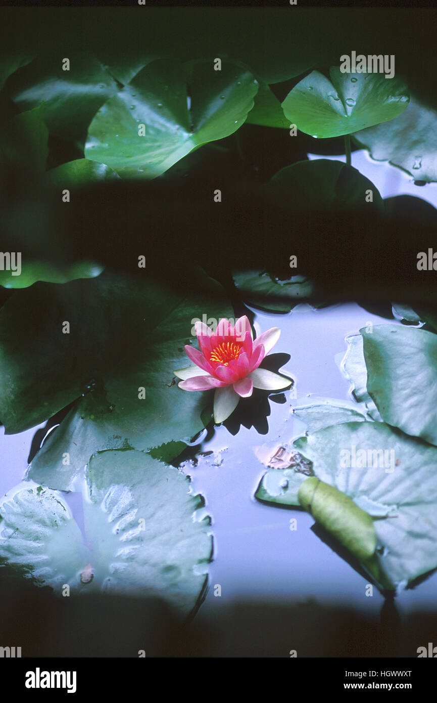 Water Lily, l'étang de Claude Monet à Giverny Banque D'Images