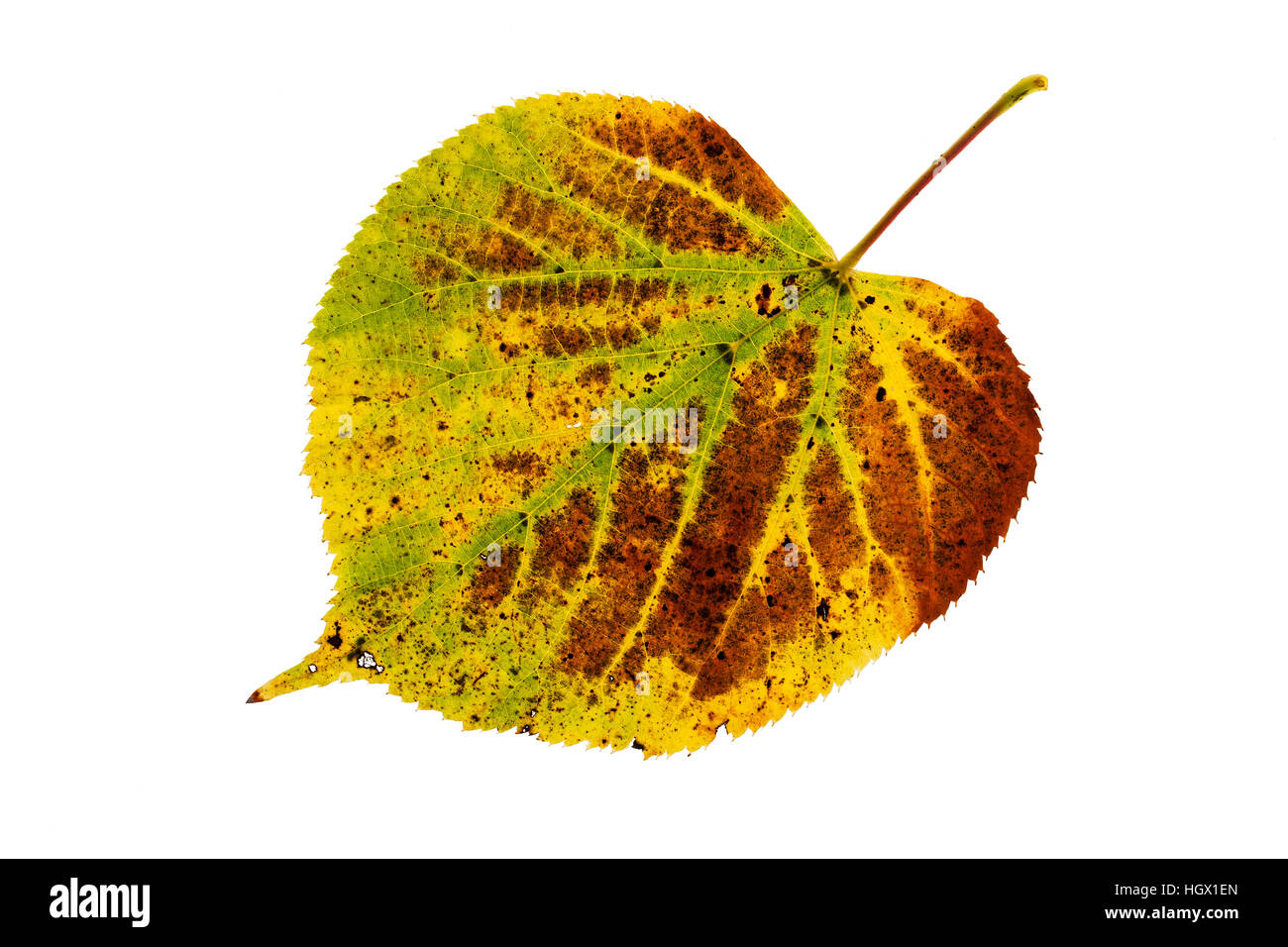 Lime Tilia x vulgaris commune feuilles individuelles sur lightbox Ringwood Hampshire England UK Octobre 2015 Banque D'Images