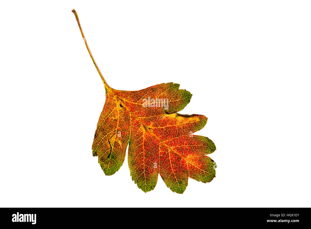 Aubépine Crataegus monogyna chaque feuille sur lightbox Ringwood Hampshire England UK Octobre 2015 Banque D'Images