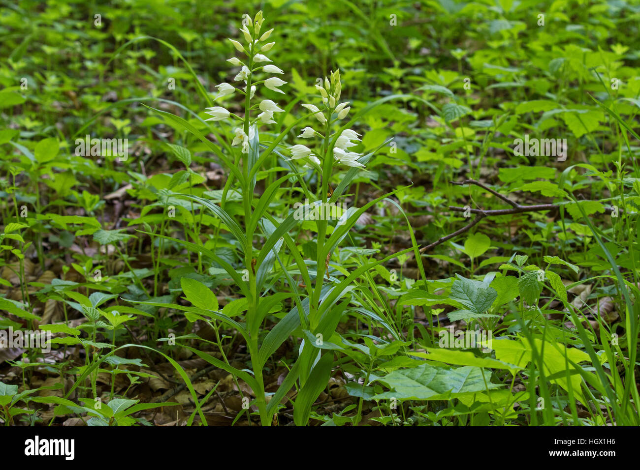 Cephalanthère à Cephalanthera longifolia dans Chappetts Copse Hampshire et l'île de Wight Wildlife Trust Réserver près de West Meon Hampshire Engl Banque D'Images
