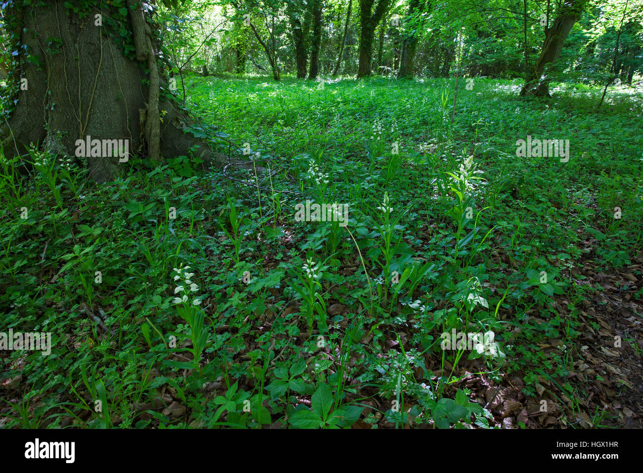Cephalanthère à Cephalanthera longifolia en forêt mixte Chappetts Copse Hampshire et l'île de Wight Wildlife Trust Réserver près de West Meon Banque D'Images