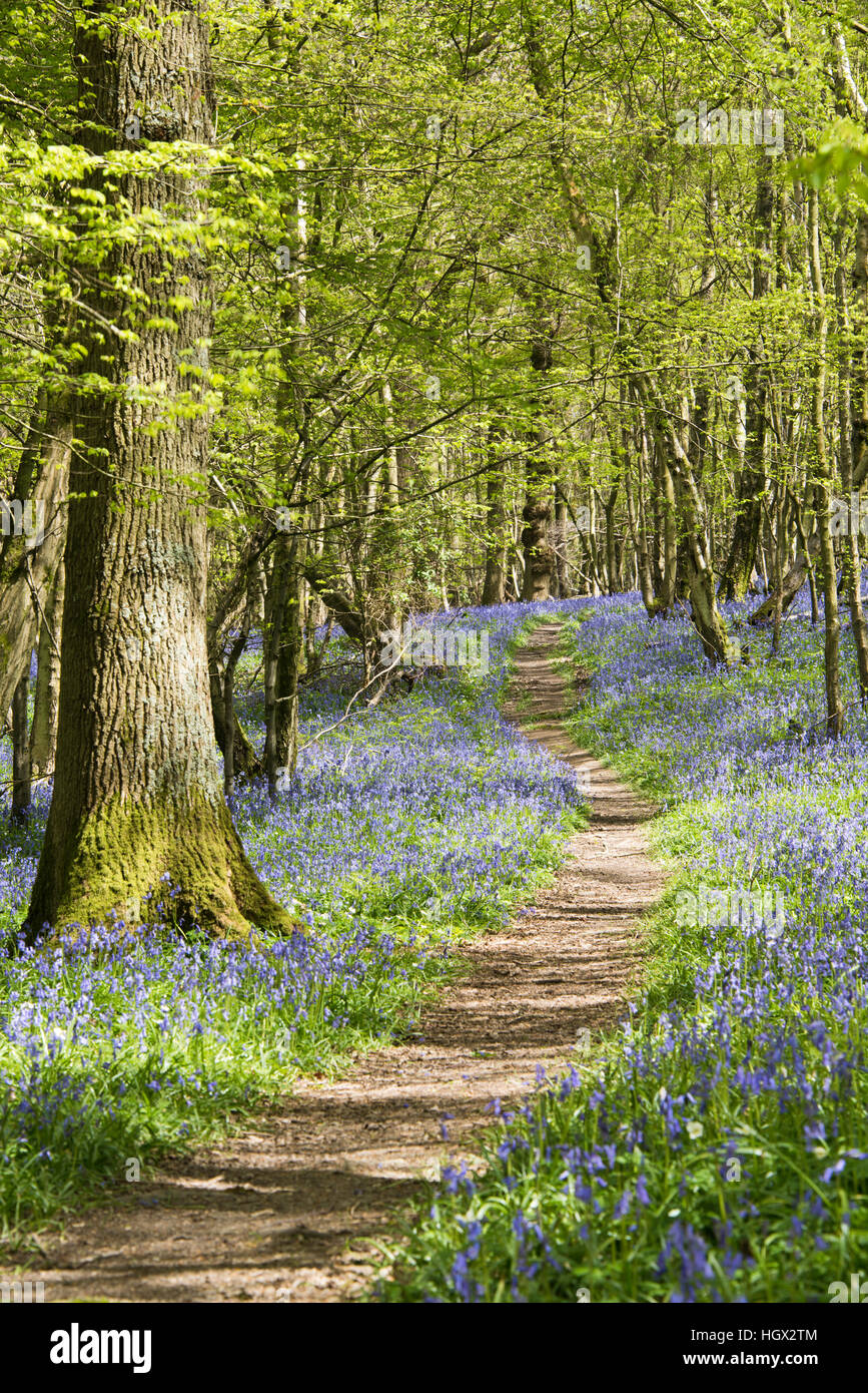 Chemin dans petit parc en bois avec un tapis de jacinthes et d'autre, B-3461 nr Hastings, East Sussex, England, UK Banque D'Images