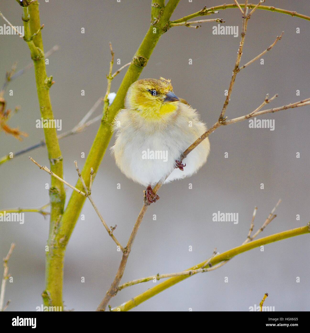 Chardonneret jaune en hiver Banque D'Images