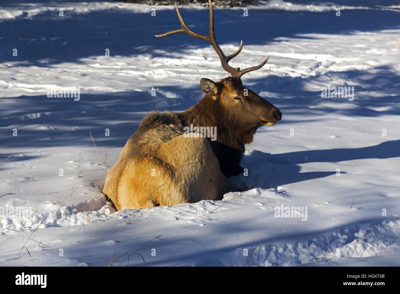 Le cerf blessé avec un Antler perdu en ornière d'automne assis dans la neige lors d'une journée d'hiver ensoleillée dans le parc national Banff des montagnes Rocheuses canadiennes Banque D'Images