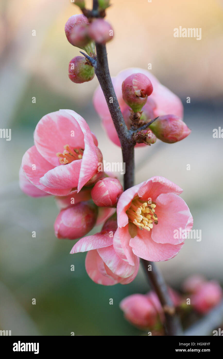 Chaenomeles 'Madame Butterfly' Banque D'Images