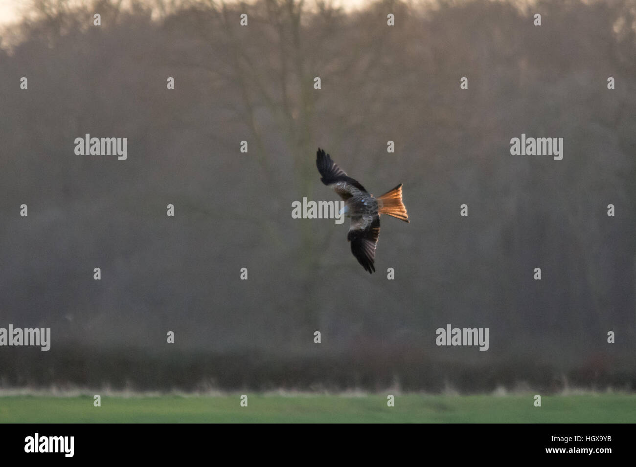 Le milan royal (Milvus milvus) en vol au dessus de terrain - rétroéclairage au coucher du soleil Banque D'Images