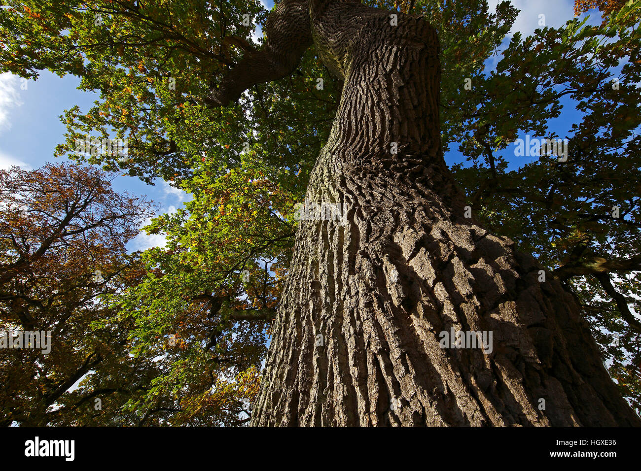 Alte Eiche (Quercus robur) im Herbst, Stieleiche, Schleswig-Holstein, Allemagne Banque D'Images