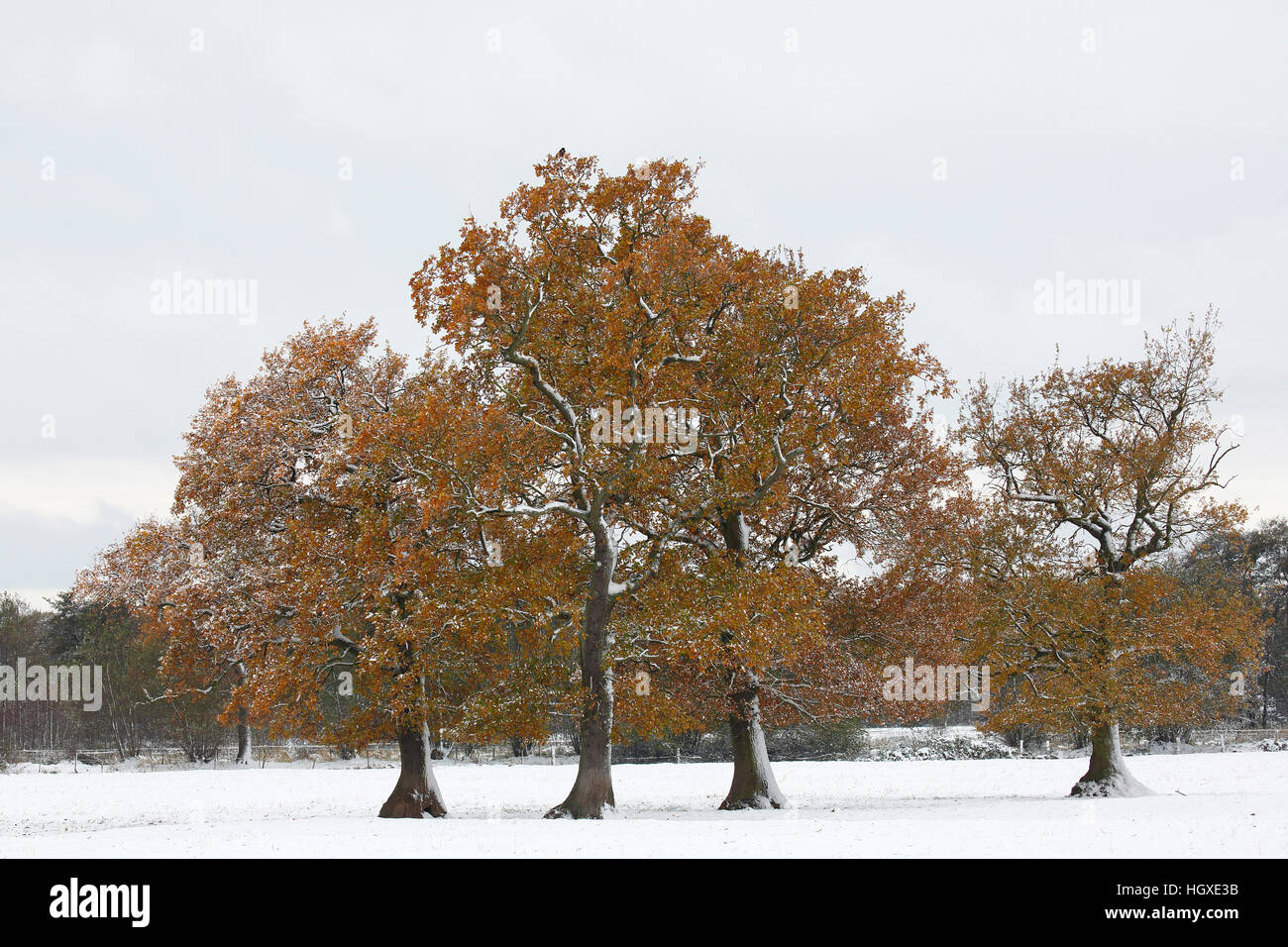 Stieleichen (Quercus robur) Gruppe mit Schnee und noch bedeckt Raureif belaubt, le Schleswig-Holstein- Deutschland Banque D'Images