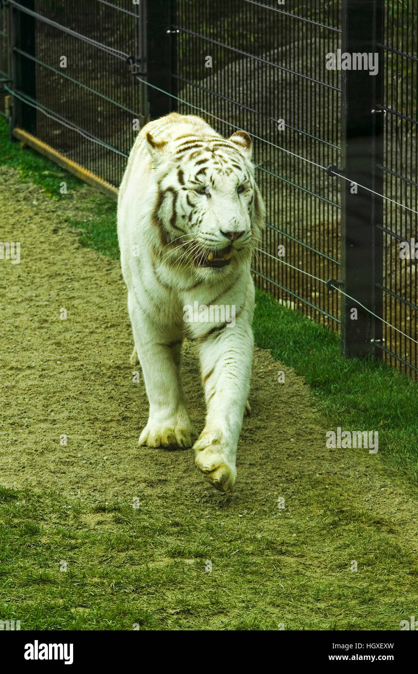 Parc zoologique tigre blanc Banque de photographies et d’images à haute ...