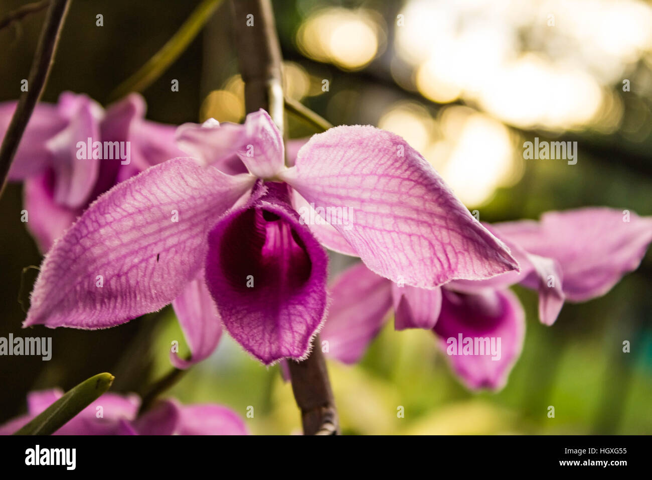 Plantes fleurs Banque D'Images