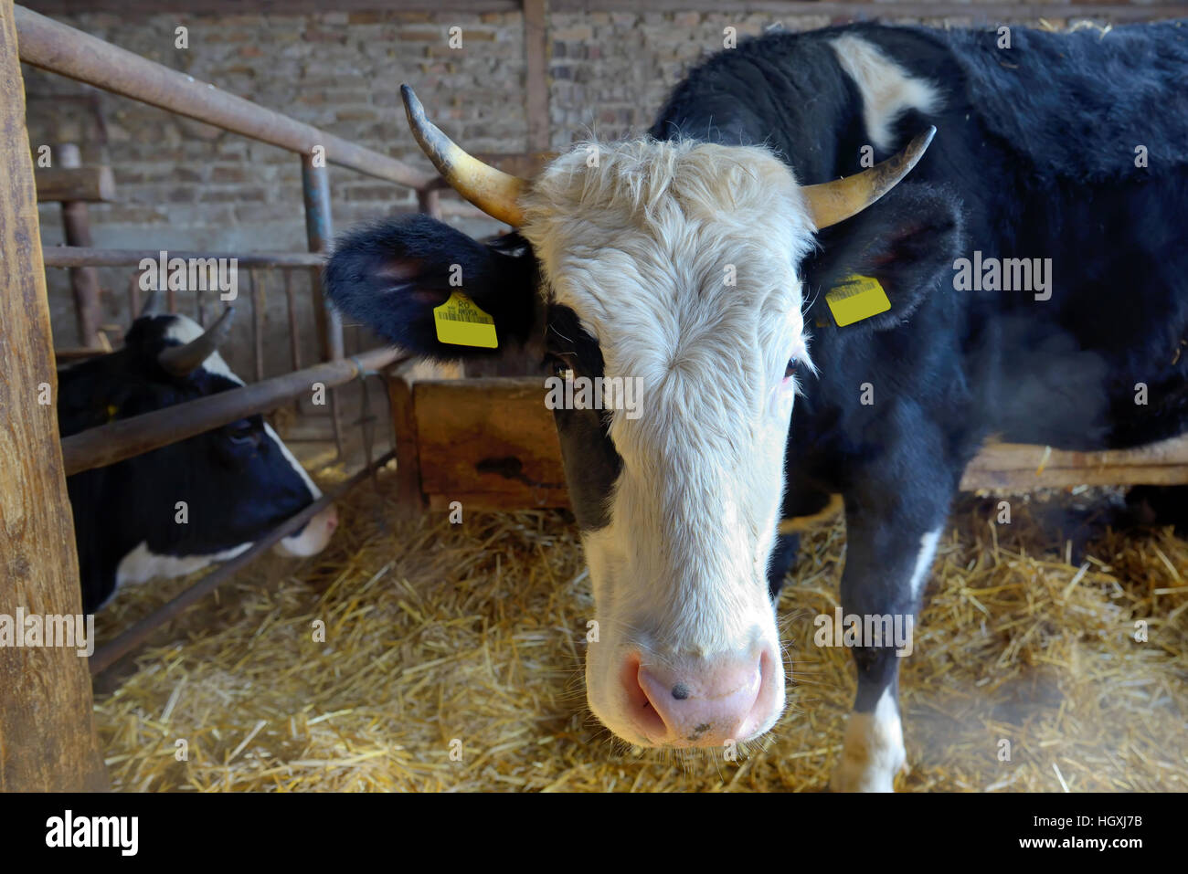 Vaches dans une ferme de manger le foin Banque D'Images