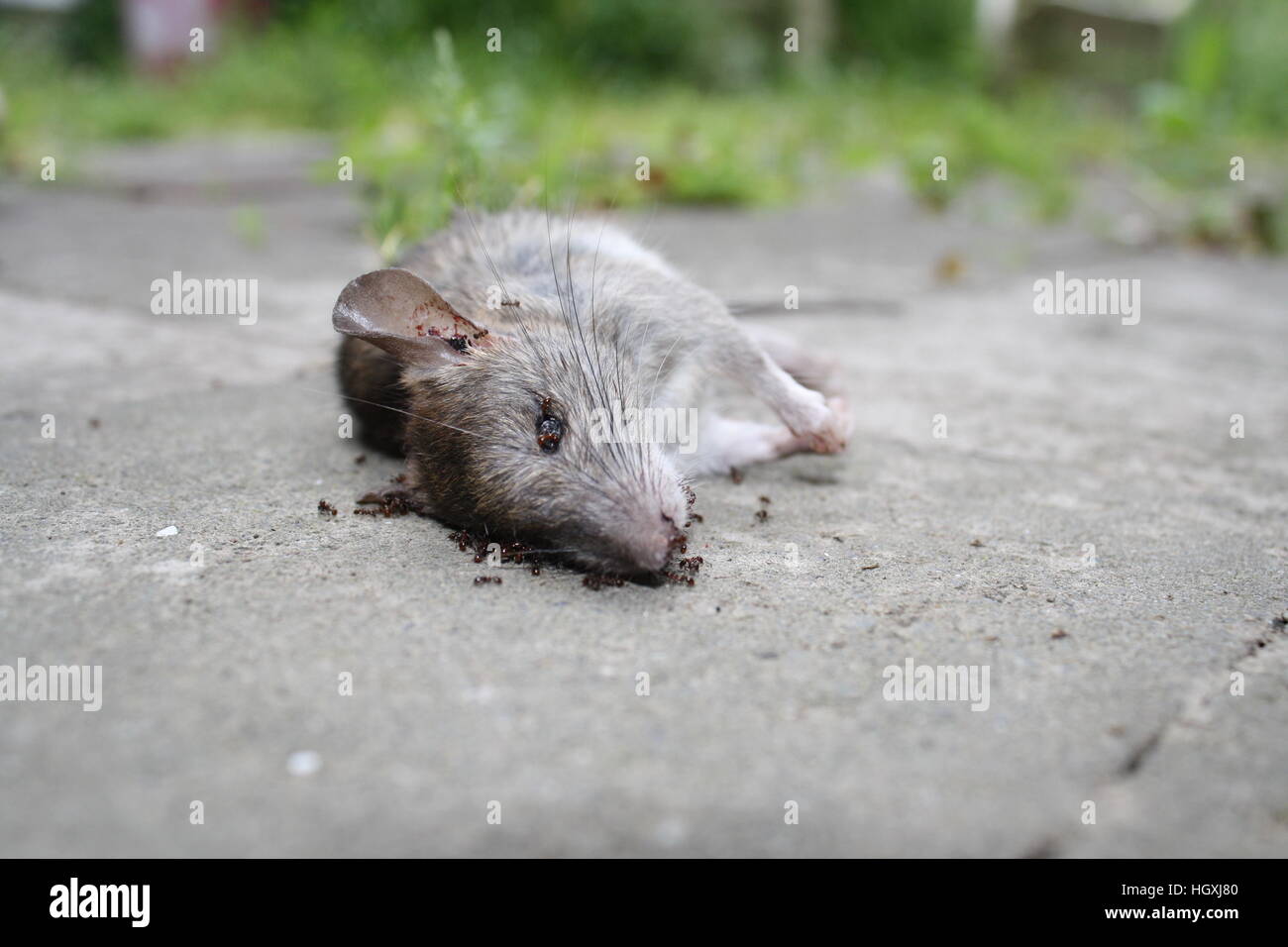 Un rat mort avec les fourmis de l'avaler. Banque D'Images