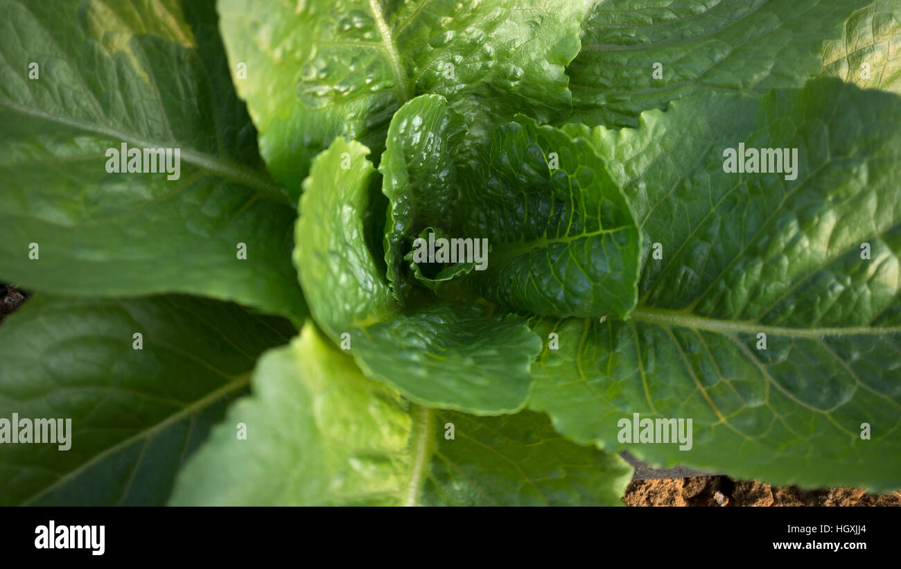 Arrière-plan de matières végétales de laitue. Focalisation étroite. Banque D'Images