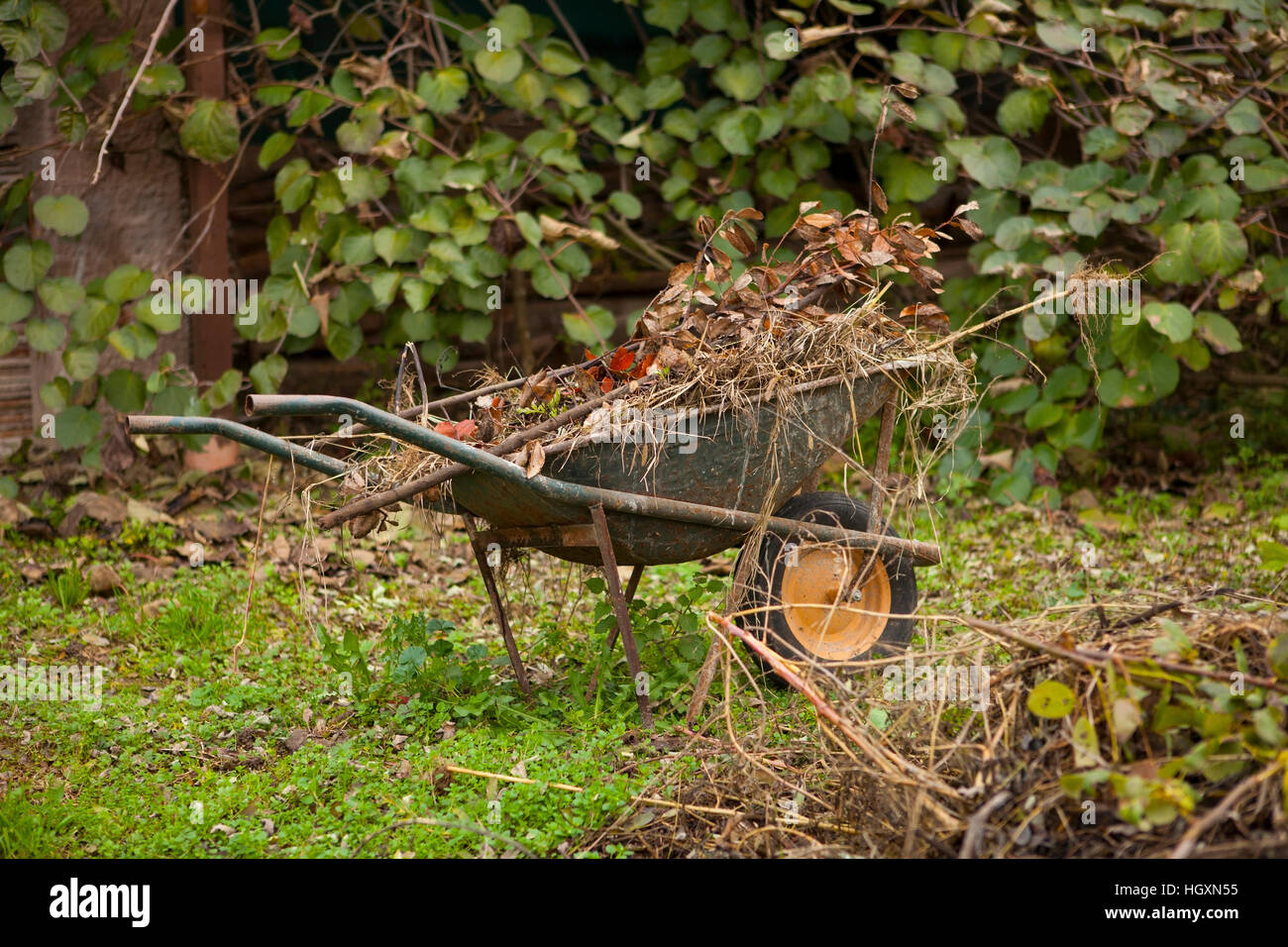 Old rusty brouette dans un jardin d'automne Banque D'Images