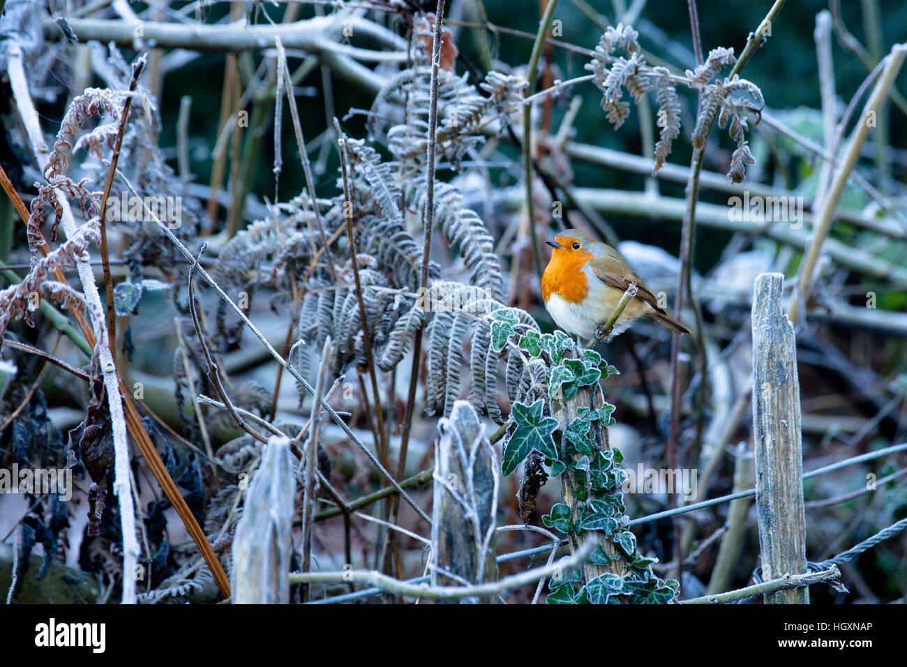 Robin dans les branches gelées Banque D'Images