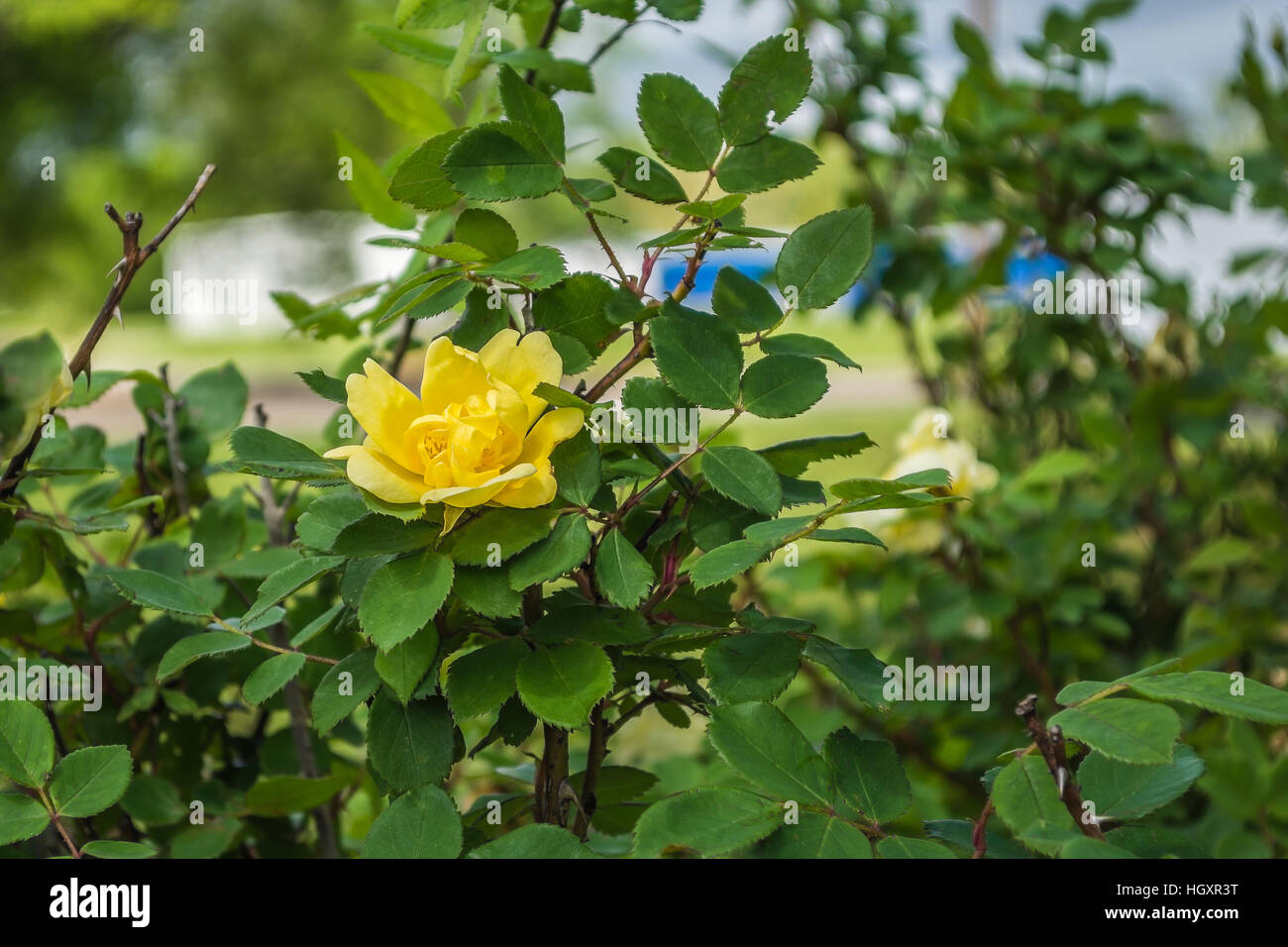 Yellow Rose Bush. Banque D'Images