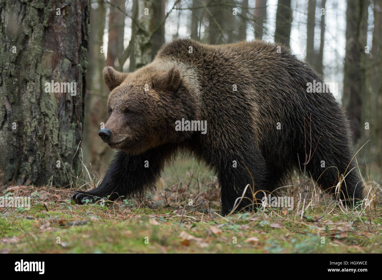 Ours brun européen / Braunbaer ( Ursus arctos ) marche à travers une forêt naturelle, détaillée vue latérale, en pose typique, forte. Banque D'Images
