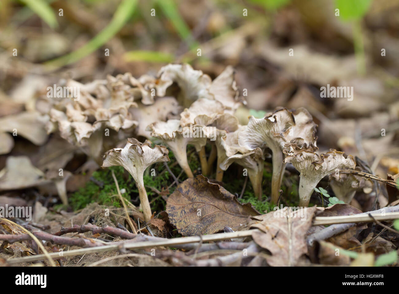 Chanterelle cendrée Banque D'Images