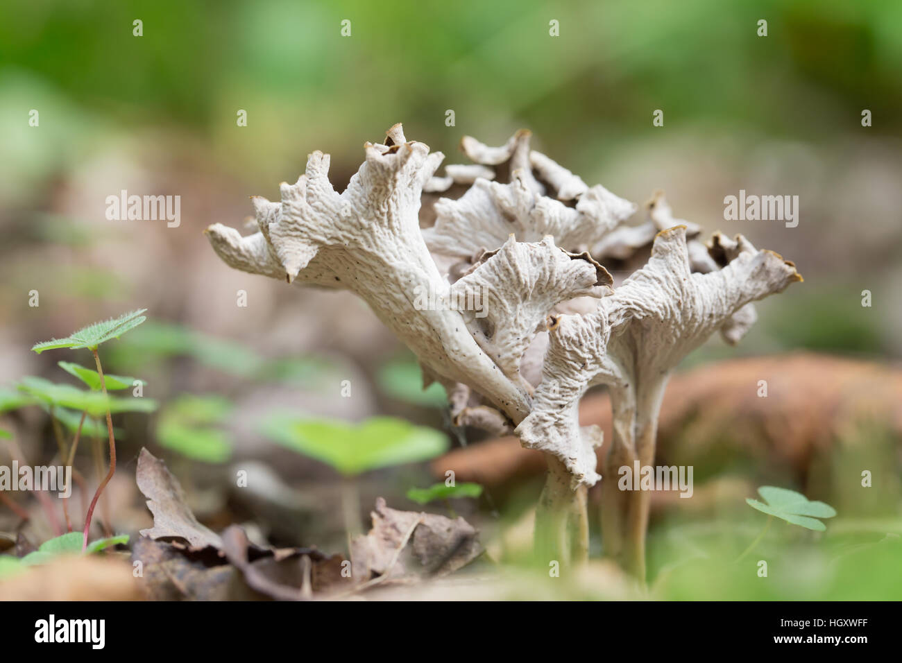 Chanterelle cendrée Banque D'Images