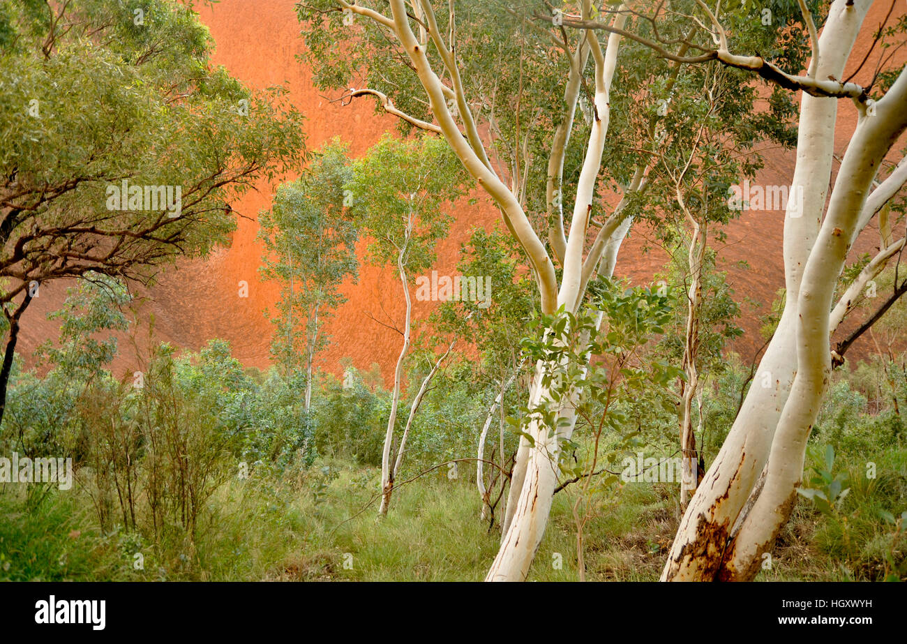 Paysage autour de Uluru (Ayers Rock), Northern Territory, Australia Banque D'Images