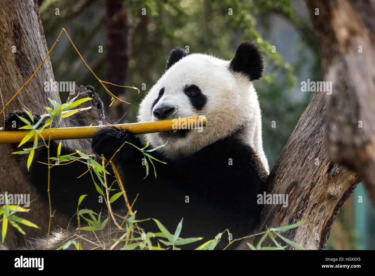Panda eating bamboo au Zoo Aquarium de Madrid Banque D'Images