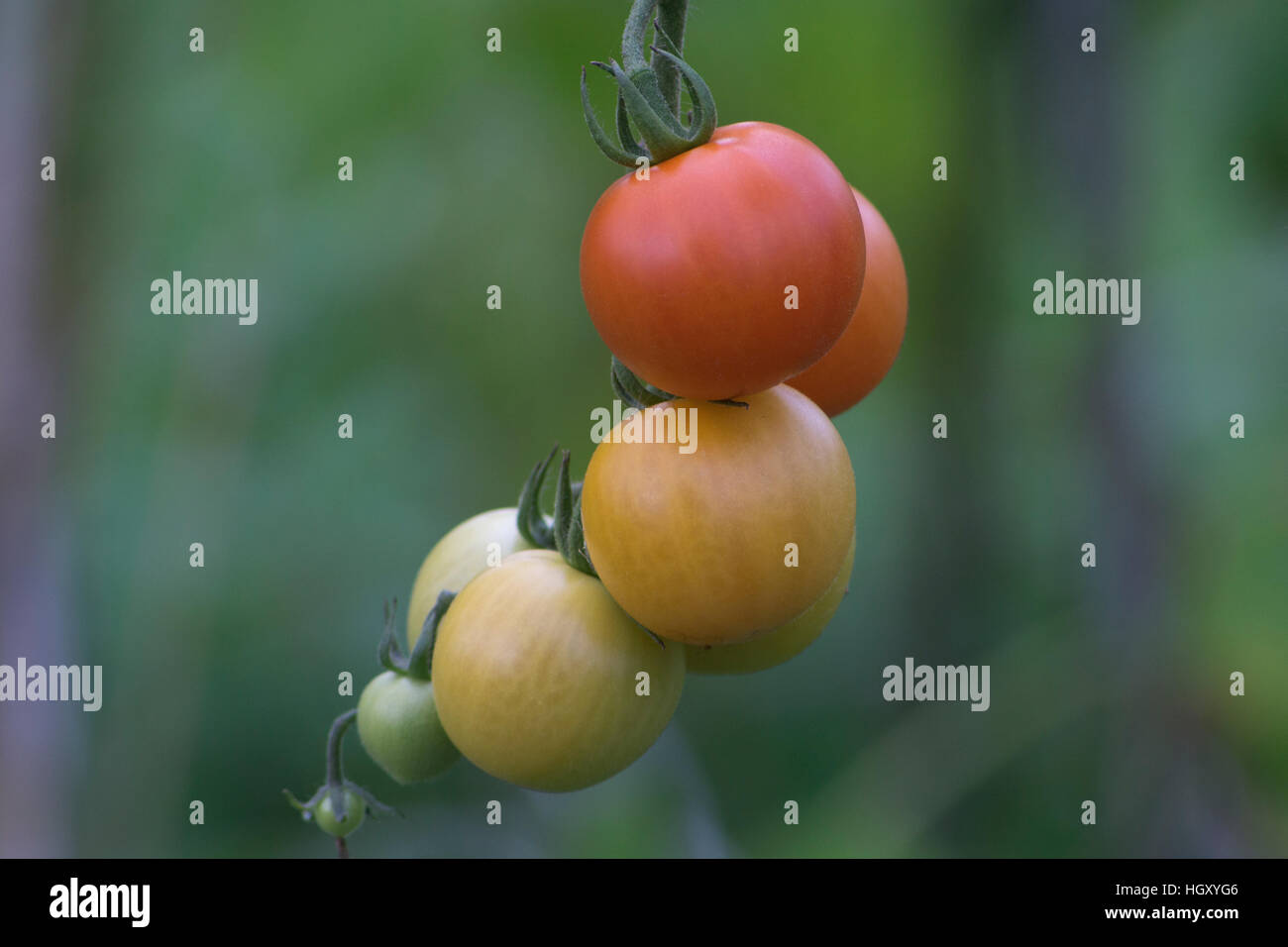 De plus en plus de la tomate sur la vigne UK vert allotissement venu Banque D'Images