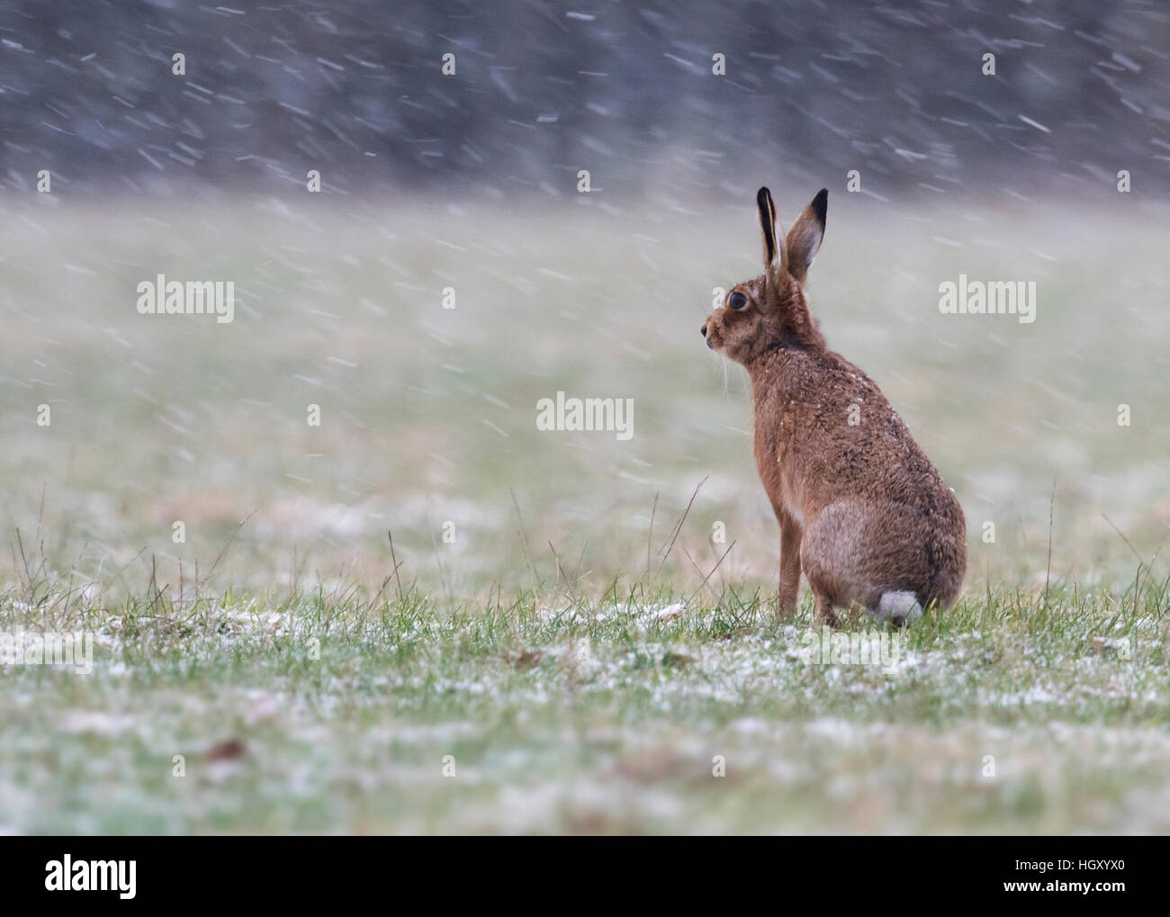 Un seul Lièvre Brun (Lepus europaeus) prend dans ses environs au cours d'une averse de neige, Warwickshire Banque D'Images