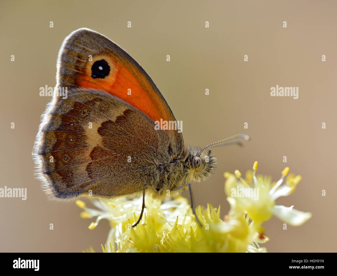 Libre de Small Heath (Coenonympha pamphilus) papillon sur fleur jaune vu de profil sur fond brun Banque D'Images