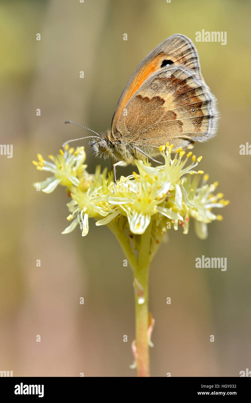 Libre de Small Heath (Coenonympha pamphilus) papillon sur fleur jaune vu de profil Banque D'Images