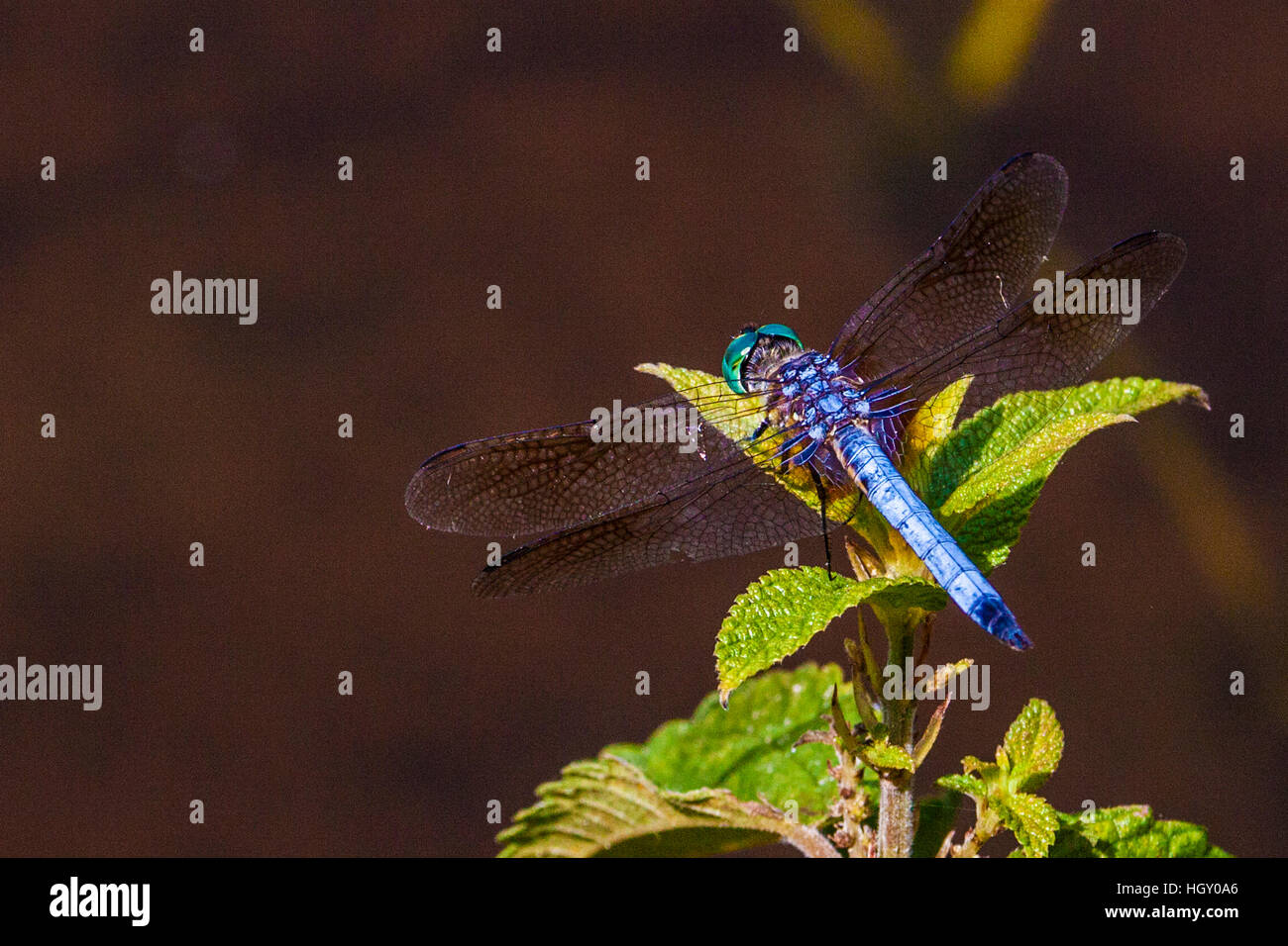 Florida Blue Dragonfly Banque D'Images