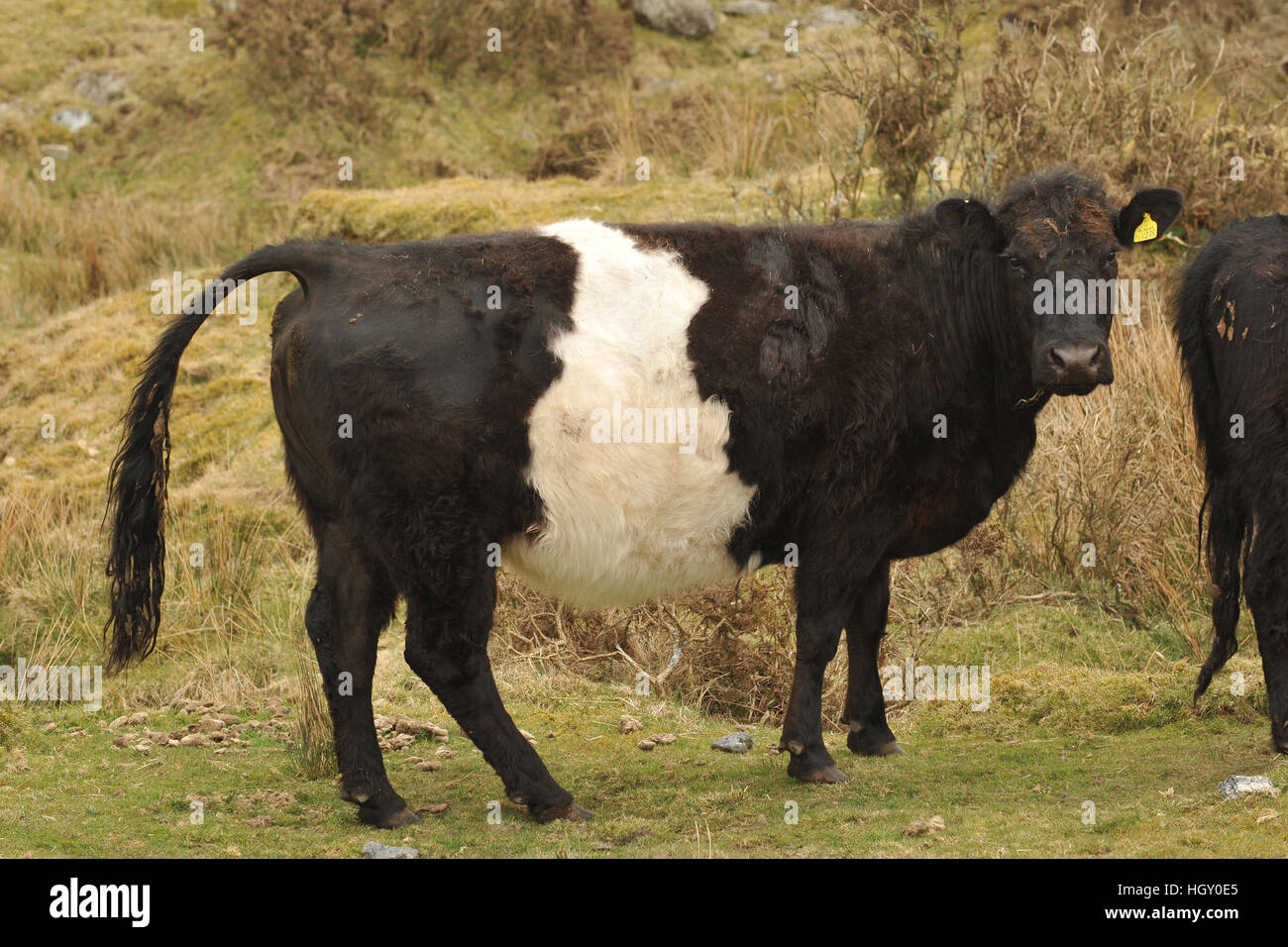 Ceinture en veau vache, wild à Dartmoor Banque D'Images