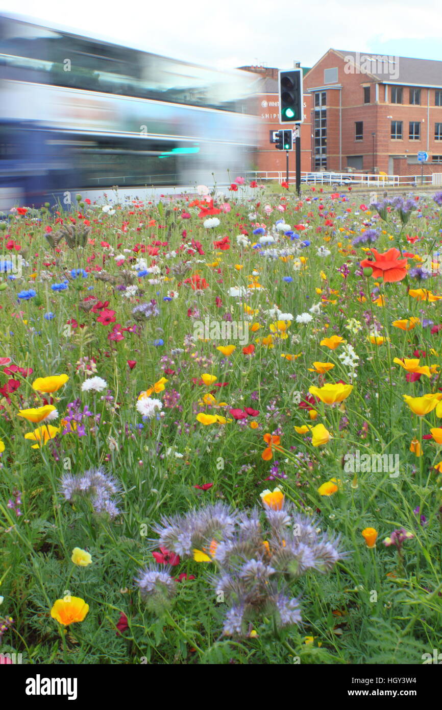 Pré de fleurs sauvages urbains sur un rond-point dans le centre de Sheffield, une ville du nord de l'Angleterre, dans le Yorkshire, UK - été Banque D'Images