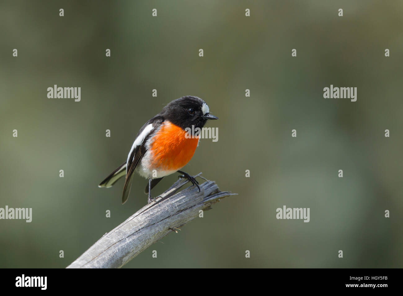 Miro écarlate Petroica boodang Kangaroo Island Australie du Sud, Australie BI031338 Banque D'Images