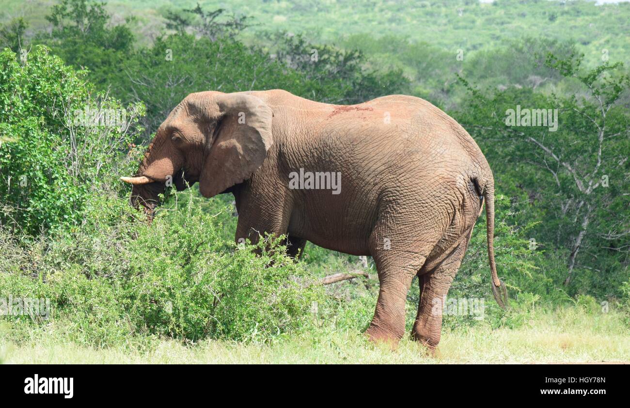 Éléphant mâle africain sauvage le feuillage luxuriant pâturage après avoir pris un bain de boue. Banque D'Images