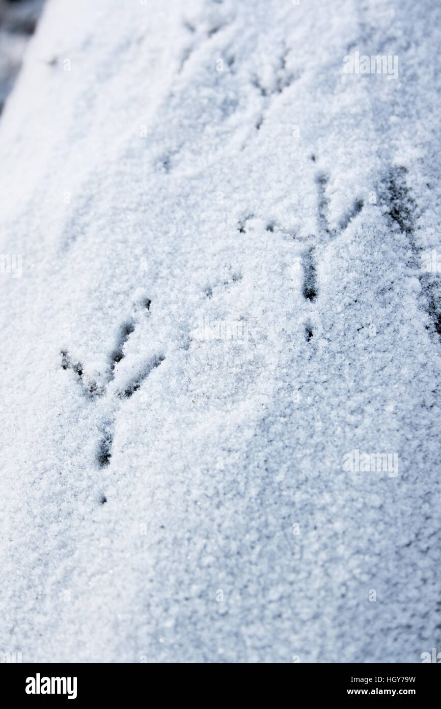 L'empreinte de passereau piste dans la neige sur un journal Banque D'Images