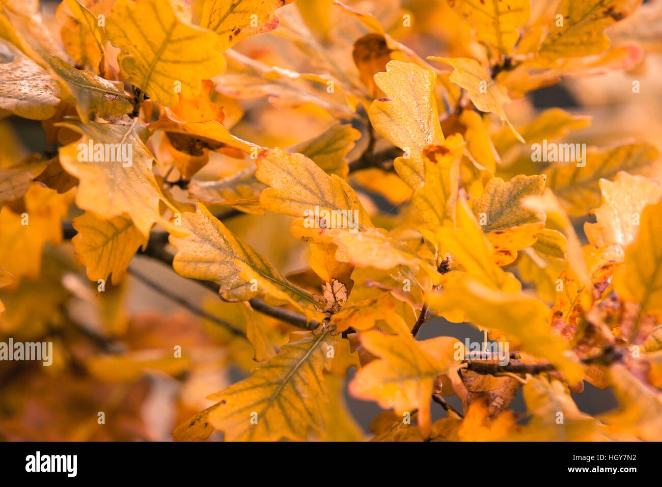 Nature de l'automne, on peut voir toute une gamme de couleurs, est le moment idéal pour de longues promenades et les loisirs de plein air. Banque D'Images