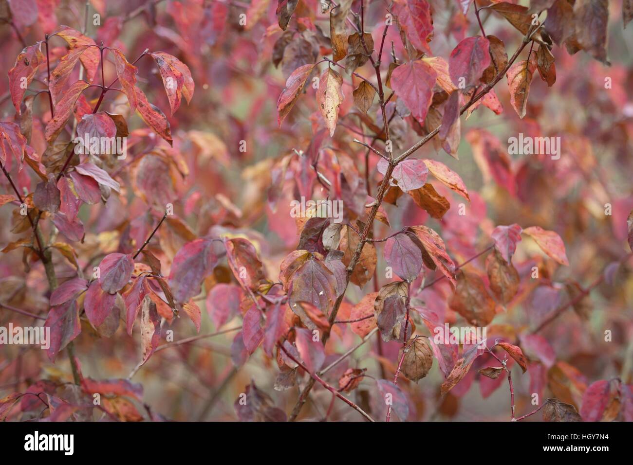 Nature de l'automne, on peut voir toute une gamme de couleurs, est le moment idéal pour de longues promenades et les loisirs de plein air. Banque D'Images