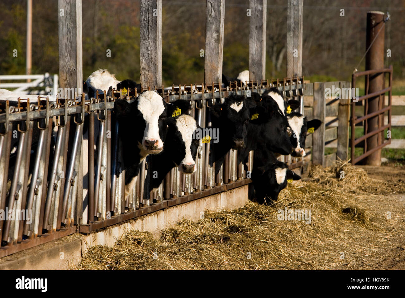 Au Holstein Boggy Meadow Farm dans la région de Geneva, New York. Banque D'Images