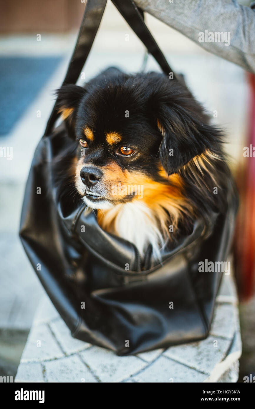 Race mixte de petite taille et brun, noir chien assis dans le sac de Banque D'Images