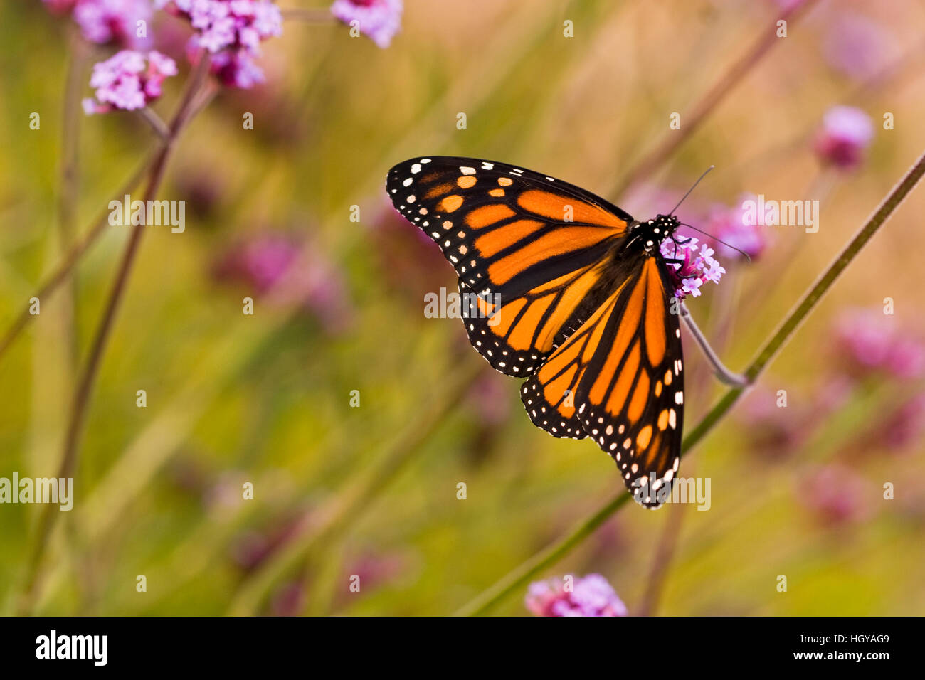 Un papillon monarque dans Meredith, New Hampshire. Banque D'Images