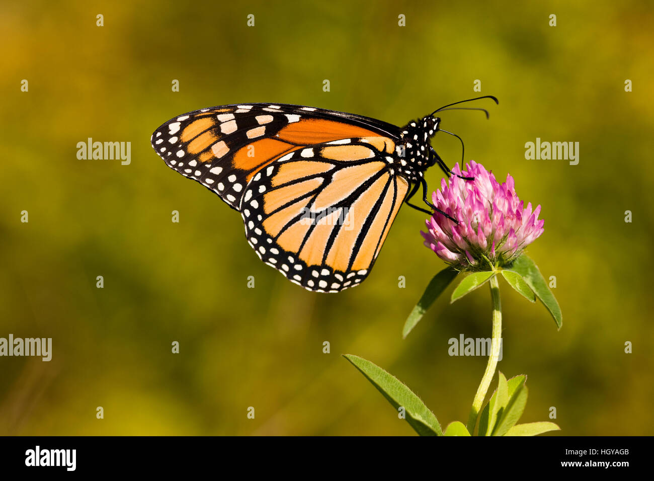 Un monarque, Danaus plexippus, sur le trèfle dans Grafton, Massachusetts. Banque D'Images