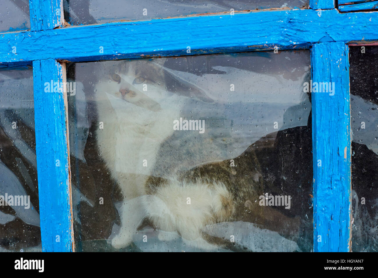 La Mongolie, Bayan-Olgii province, chat dans une famille Kazakh Banque D'Images