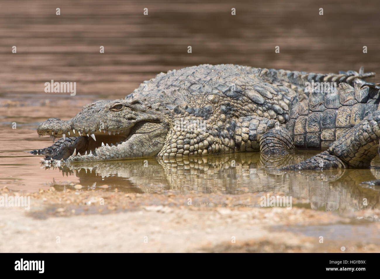 Le crocodile du Nil (Crocodylus niloticus) Banque D'Images