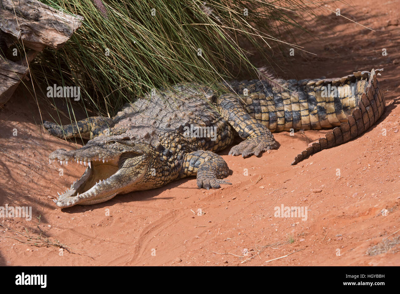 Le crocodile du Nil (Crocodylus niloticus) Banque D'Images